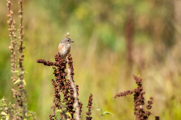 Çayır taşkuşu » Whinchat » Saxicola rubetra
