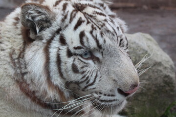 Fototapeta na wymiar white tiger 
