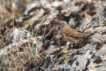 Dağ incirkuşu » Water Pipit » Anthus spinoletta
