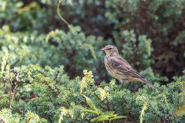 Dağ incirkuşu » Water Pipit » Anthus spinoletta
