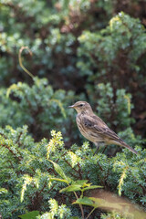 Dağ incirkuşu » Water Pipit » Anthus spinoletta
