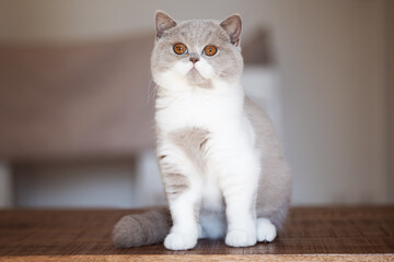 BKH Junge in lilac white Kater Kitten imposant