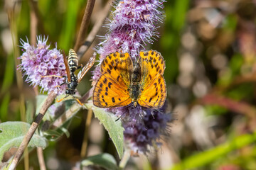 Lycaenidae / Orman Bakırı / / Lycaena virgaureae