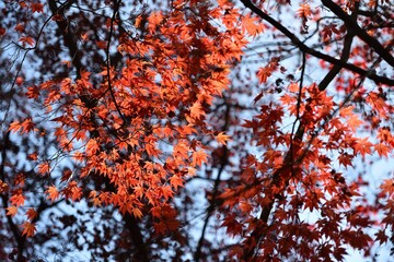 Red maple and blue sky in fall