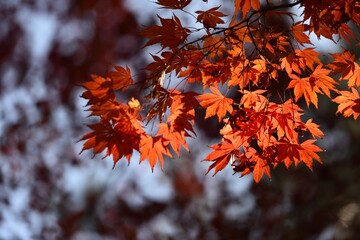 Red maple and blue sky in fall