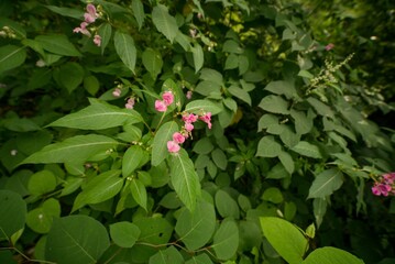 Fleurs roses envahissantes en Alsace en France mauvaises herbes