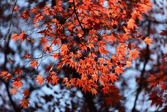 1 013 Best Small Japanese Maple Tree Images Stock Photos Vectors Adobe Stock