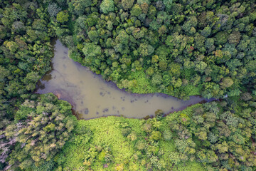 small lake in the middle of jungle