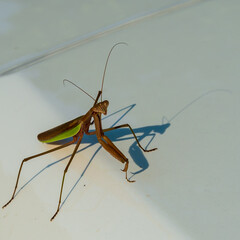 A praying mantis on a white car hood.