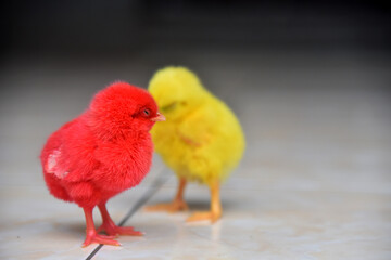 Colored baby chickens in closed up
