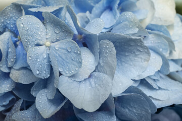 Beautiful light blue hortensia flowers with water drops as background, closeup