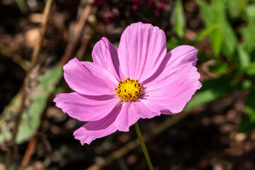 Obraz premium Cosmos bipinnatus 'Sonata Pink' a summer flowering plant with a pink summerime flower, stock photo image