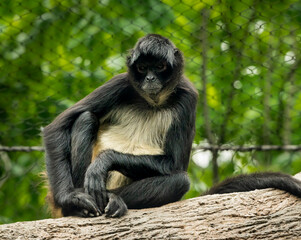 Mexican Spider Monkey as zoo specimen from Nashville Tennessee.