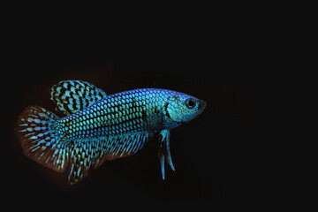 Wild betta fish betta smaragdina siamese fighting fish in tank aquarium black background