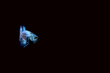 Wild betta fish betta smaragdina siamese fighting fish in tank aquarium black background