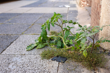 Leafy green weed growing through a crack between paving stones