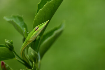 Closeup head of  Green snake,Green vine snake ,Long-nosed Whip Snake (Ahaetulla nasuta) in a tree....