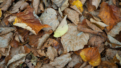 Dry leaves on the ground in a beautiful autumn forest. autumn background, fallen leaves in a forest or park. Grove. walk in the fresh air. selective soft focus. autumn colors, beautiful season