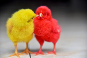 Colored baby chickens in closed up