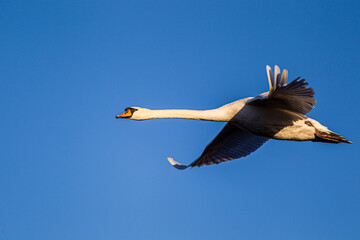 Mute swan flying past against a clear blue sky over a London Park, UK