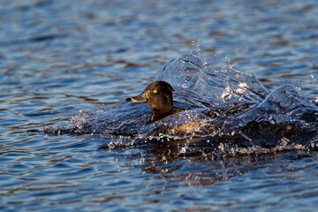 Tufted Duck lands with a splash in a pond in London
