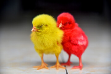 Colored baby chickens in closed up