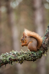 Red Squirrel eating nuts while perched on a branch in the Cairngorms, Scotland
