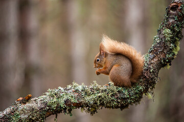 Naklejka na ściany i meble Red Squirrel eating nuts while perched on a branch in the Cairngorms, Scotland