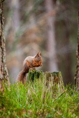 Fototapeta premium Red Squirrel eating nuts while down on the ground in the Cairngorms, Scotland