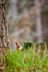 Red Squirrel eating nuts while down on the ground  in the Cairngorms, Scotland
