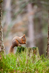 Red Squirrel eating nuts while down on the ground  in the Cairngorms, Scotland