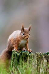 Red Squirrel eating nuts while down on the ground  in the Cairngorms, Scotland