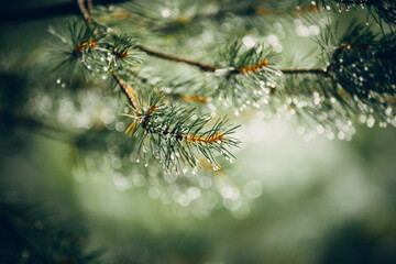 Wet pine branches after the rain. - 456210759