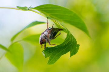 Melolontha. Cockchafer Melolontha Scarabaeidae, crawling on green leaves in natural environment. insect in the wild. garden pest. May beetle sits on leaves. Chafer eating leaf, macro nature