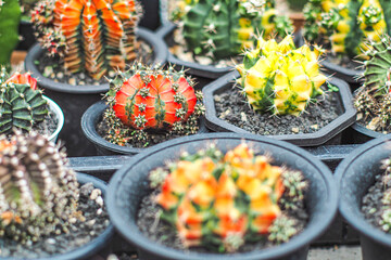 Gorgeous colorful cacti. 
colorful packed cactus plant