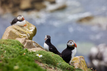 Wild Sea Birds Atlantic Puffins at the coast of Saltee Island, Wexford, Ireland