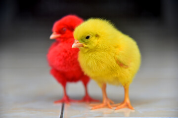 Colored baby chickens in closed up