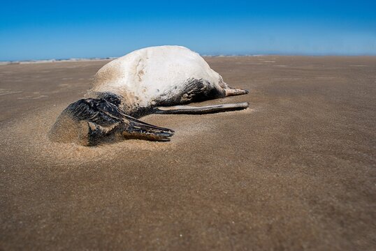 Dead penguin beach