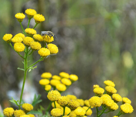 lonas yellow wildflowers