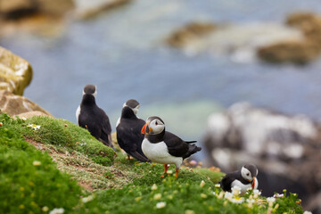 puffin standing on a rock cliff . fratercula arctica