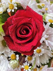 bouquet of red rose and white daisies