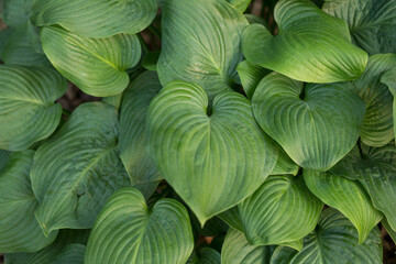 Obraz premium hosta green plantation leaf plant