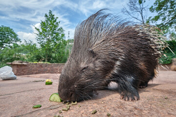 Indisches Weißschwanz - Stachelschwein ( Hystrix indica ).