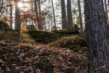 Forest near by castle Helfenburk, Czech republic
