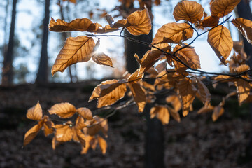 Leaves in the forest near by Dolanský rybník, Czech republic