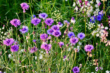 Obraz premium A flowerbed of purple, pink and blue cornflowers, England, UK