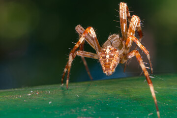 The spider species Araneus diadematus. Poland. September 2021.