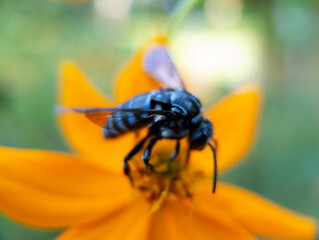 fly on flower