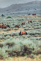 Mare and foal american quarter horse band in the pryor mountains of montana with wild fire smoke in the background