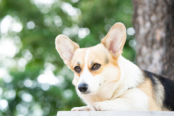 Close up corgi dog pet in summer sunny day